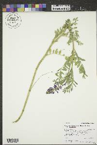 Astragalus bisulcatus image