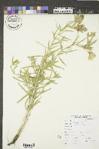 Oenothera albicaulis image