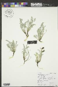 Astragalus missouriensis var. missouriensis image