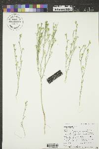 Linum rigidum var. rigidum image