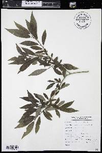 Salix lutea image