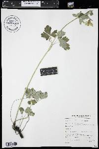 Aquilegia brevistyla image