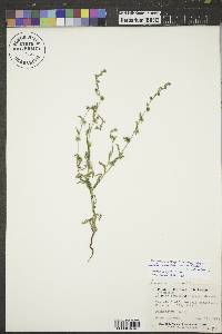 Lappula occidentalis var. occidentalis image