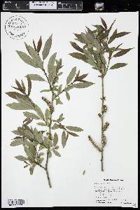 Salix lutea image