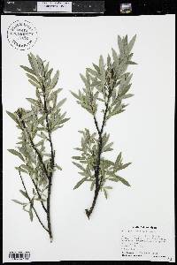 Salix petiolaris image