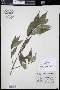 Salix lucida image