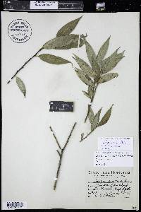 Salix lucida image