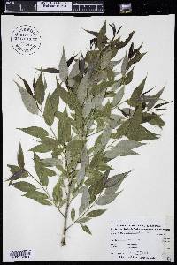 Salix lutea image