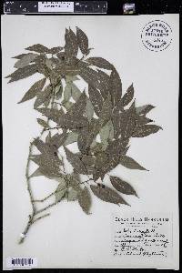 Salix lutea image