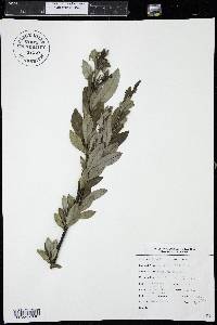 Salix planifolia image