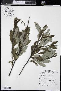 Salix planifolia image