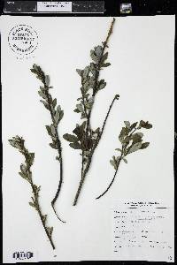 Salix planifolia image