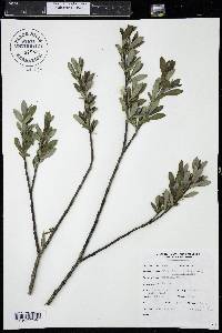 Salix planifolia image