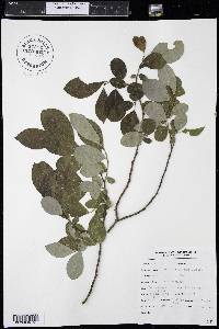 Salix scouleriana image