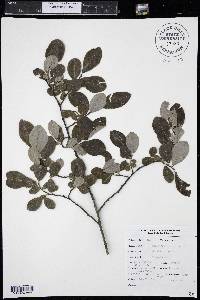 Salix scouleriana image