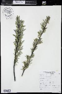 Salix petiolaris image