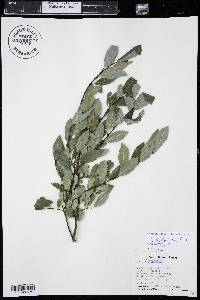 Salix planifolia image