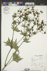 Geranium viscosissimum image