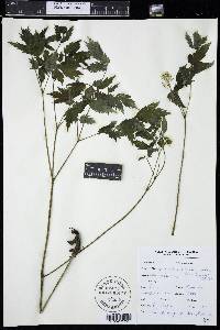 Actaea rubra image