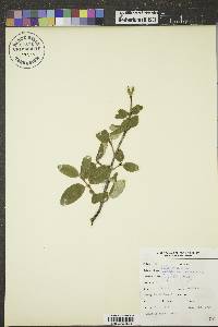 Shepherdia canadensis image