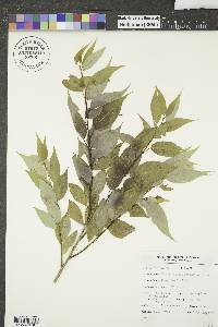 Salix amygdaloides image