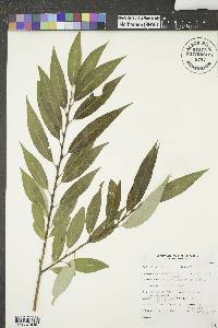 Salix alba image