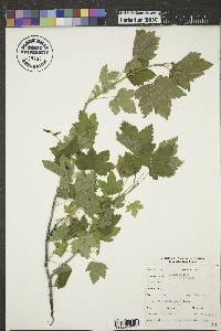 Ribes americanum image