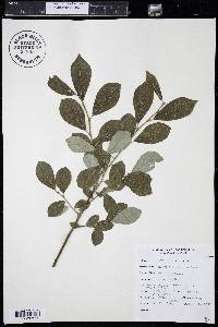 Salix scouleriana image