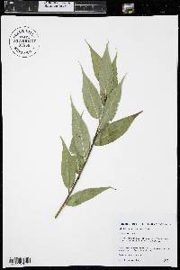 Salix lucida image