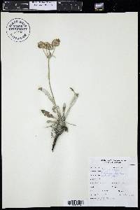 Eriogonum flavum image