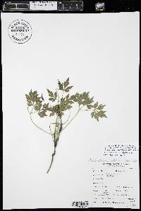 Clematis columbiana var. tenuiloba image