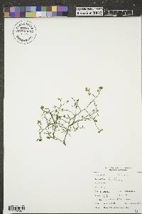 Vaccinium scoparium image