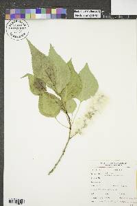 Populus balsamifera image