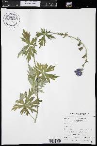 Aconitum columbianum image