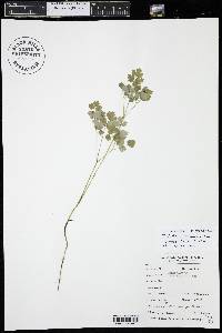 Thalictrum venulosum image