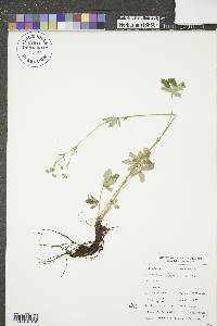 Potentilla gracilis image