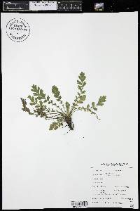 Agrimonia striata image
