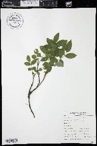 Rosa acicularis image