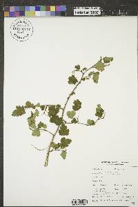 Ribes americanum image