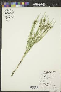 Lygodesmia juncea image