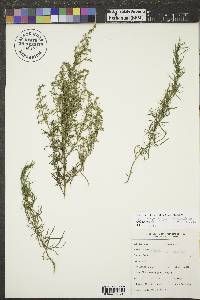 Artemisia campestris subsp. caudata image