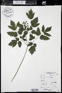 Actaea rubra image