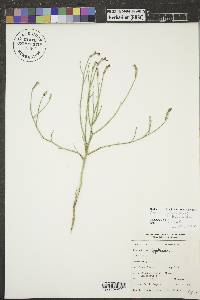 Lygodesmia juncea image