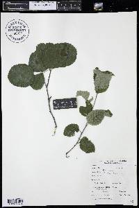 Amelanchier alnifolia image