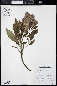 Rumex venosus image