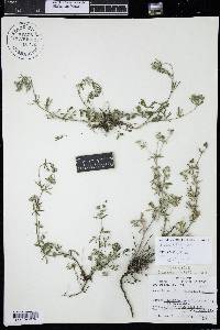 Potentilla argentea image