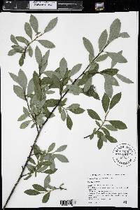 Salix planifolia image