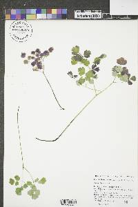 Thalictrum dasycarpum image