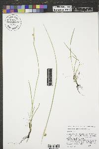 Sisyrinchium montanum image