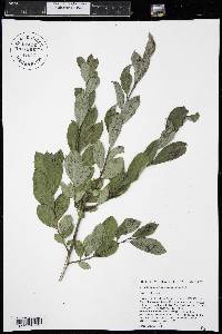 Salix pseudomonticola image